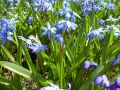 Blue flowers in lawn 4.jpg